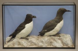 A taxidermy specimen of a Guillemot Cepphus grylle and a Razorbill Alca torda in a naturalistic