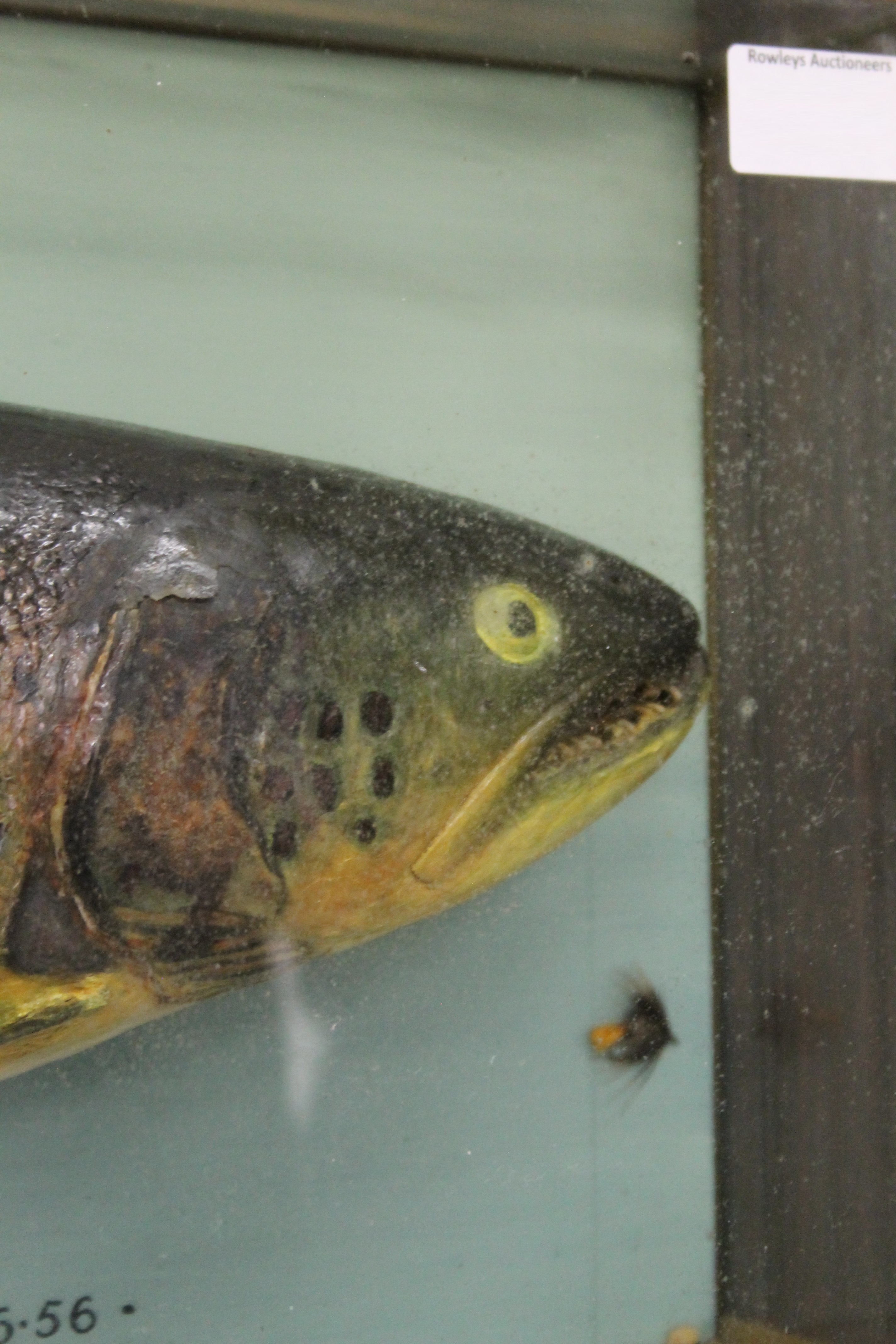 A taxidermy specimen of a Brown trout Salmon trutta by McPherson of Inverness in a glazed case with - Image 4 of 5