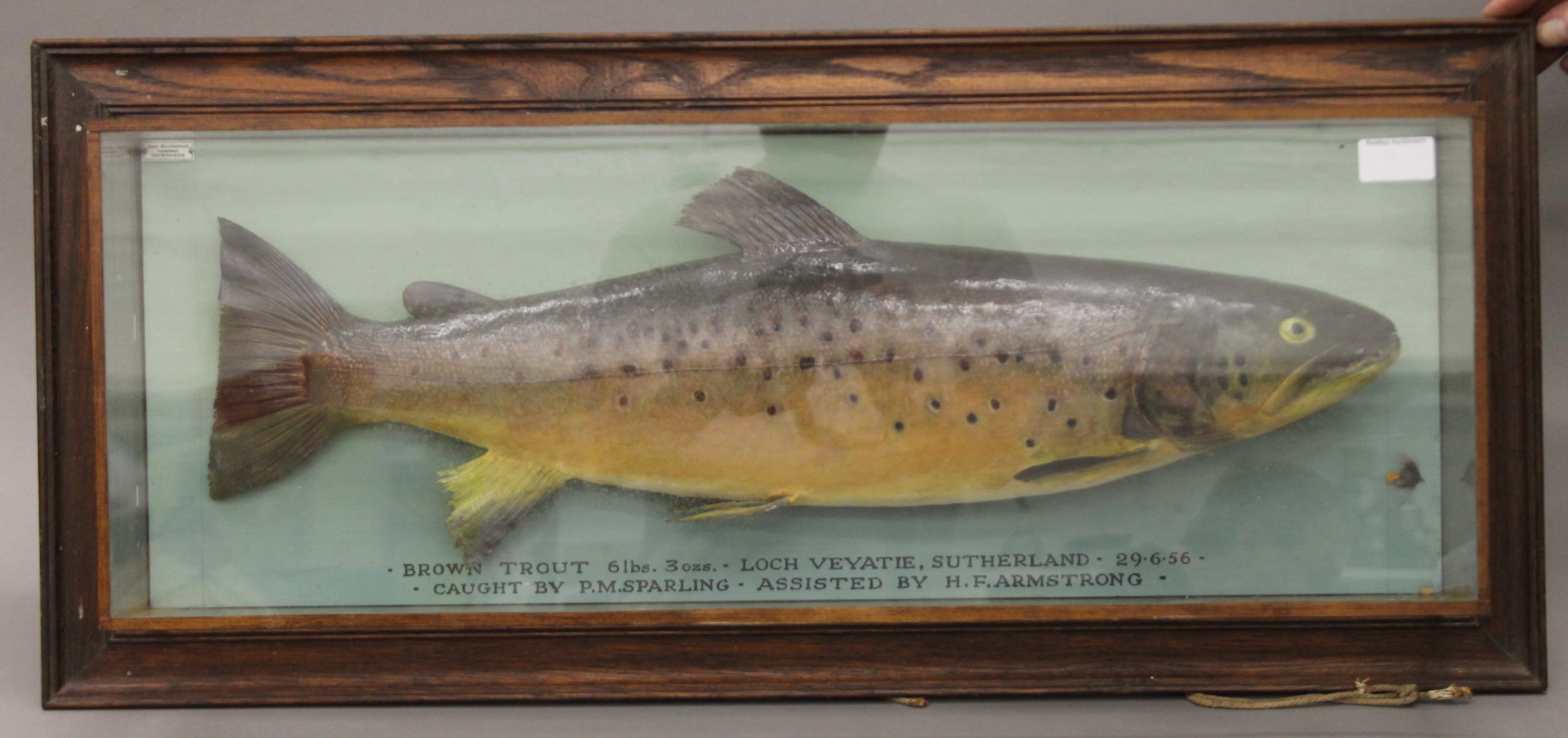 A taxidermy specimen of a Brown trout Salmon trutta by McPherson of Inverness in a glazed case with - Image 2 of 5