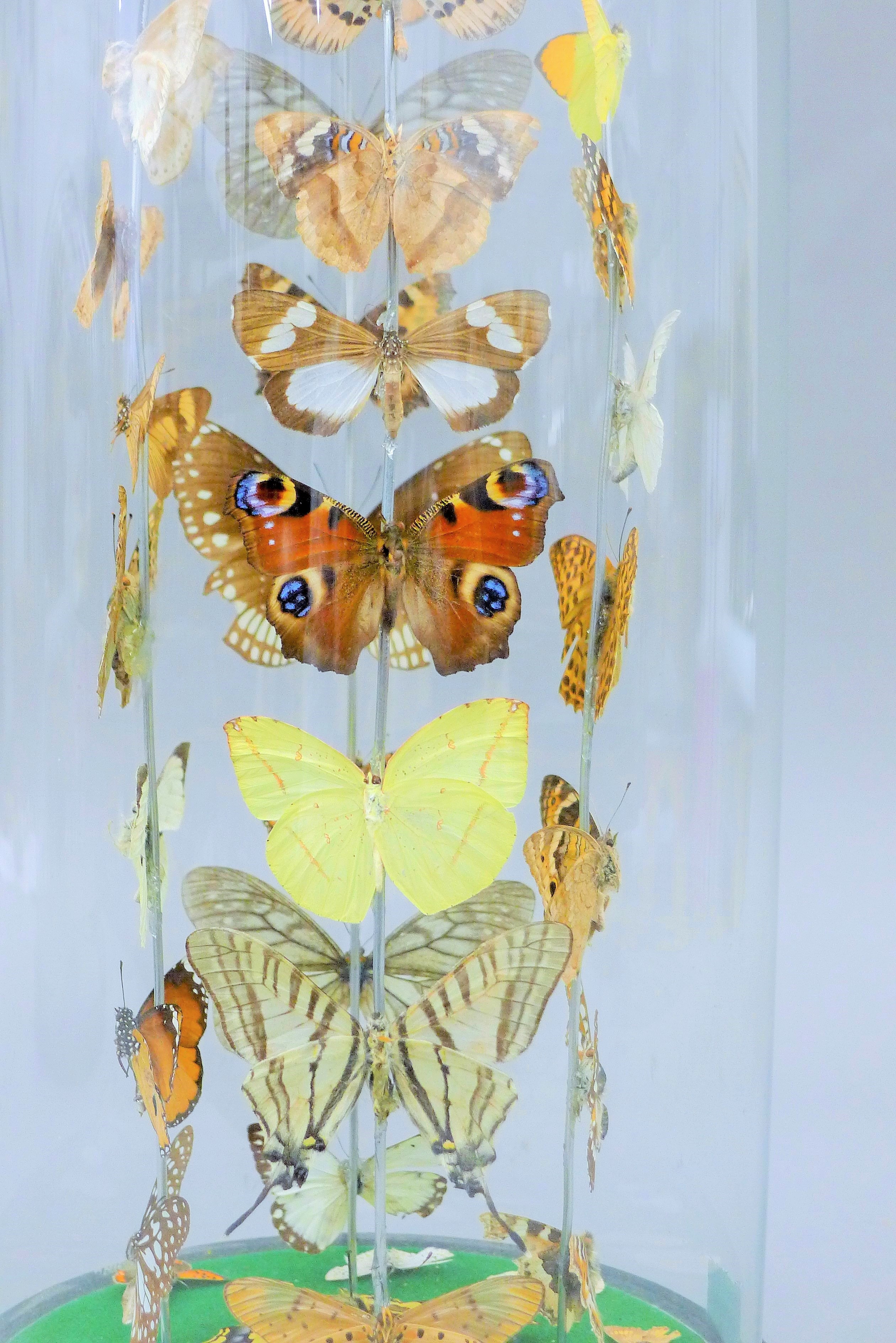 A glass dome containing butterflies. 35 cm high. - Image 3 of 5