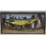 A taxidermy specimen of a Pike Esox lucius in a naturalistic setting in a wooden glazed fronted