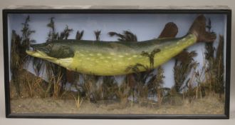 A taxidermy specimen of a Pike Esox lucius in a naturalistic setting in a wooden glazed fronted