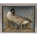 A taxidermy specimen of a Canadian goose Branta canadensis in a naturalistic setting in a wooden