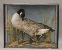 A taxidermy specimen of a Canadian goose Branta canadensis in a naturalistic setting in a wooden