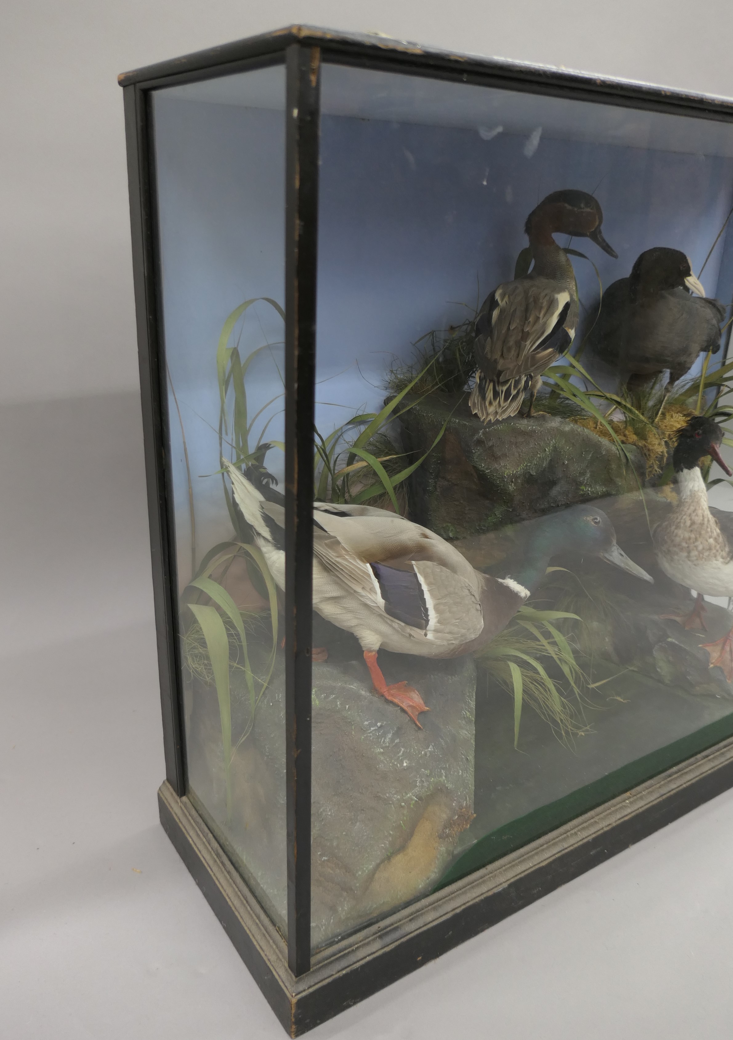 Four taxidermy specimens of ducks by Edward Gerrard & Son, Taxidermist, London, - Image 3 of 15