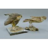 Two Victorian taxidermy specimens of Sparrowhawks Accipter nisus both mounted on wooden plinths.