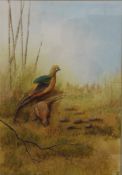 ALAN FAIRBRASS, Pheasants, watercolour, signed and dated '81, framed and glazed. 37 x 53 cm.