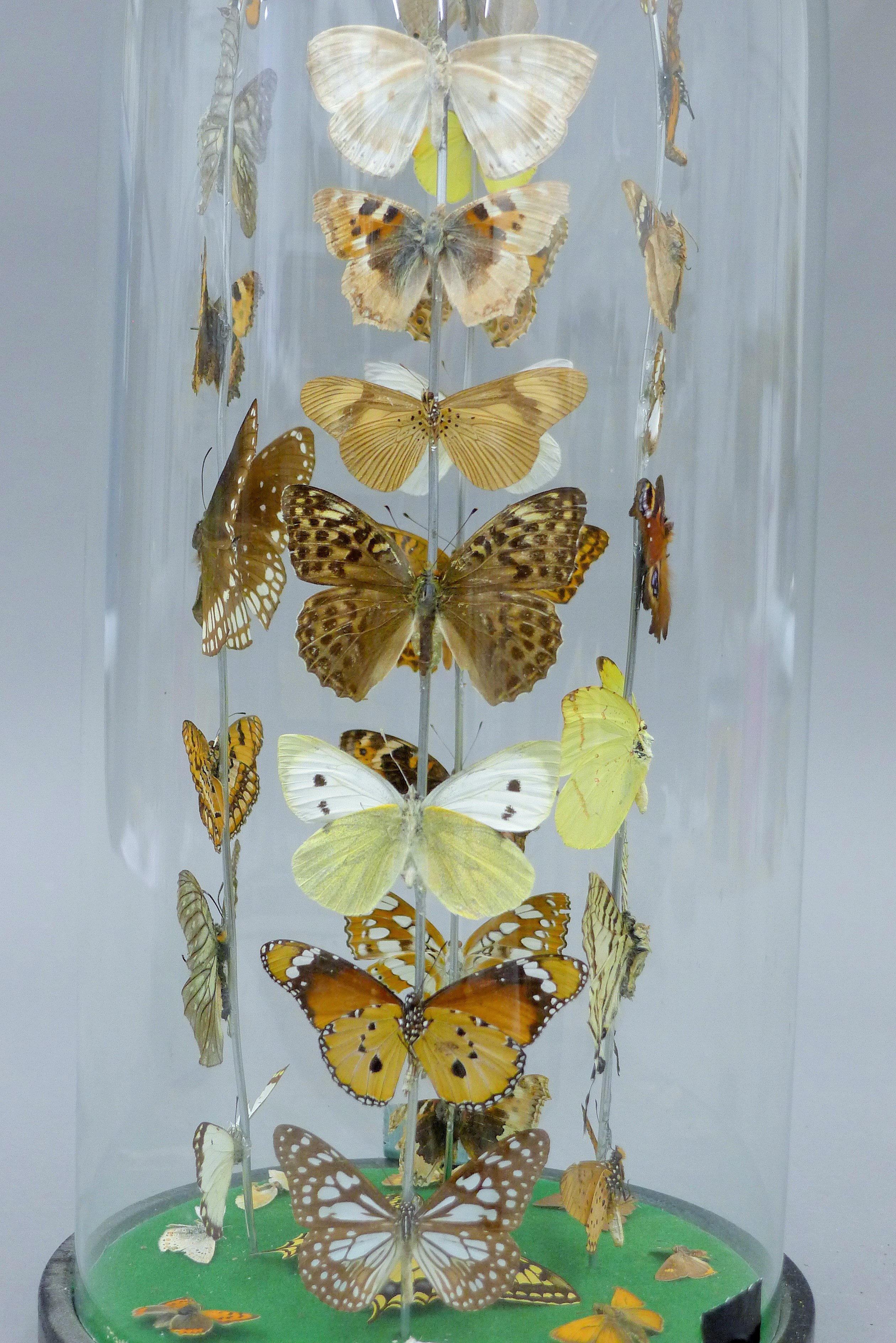 A glass dome containing butterflies. 35 cm high. - Image 2 of 5