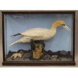 A taxidermy specimen of a Gannet Morus bassanus in a naturalistic setting in a wooden glazed