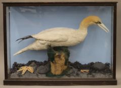 A taxidermy specimen of a Gannet Morus bassanus in a naturalistic setting in a wooden glazed