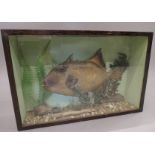 A taxidermy specimen of a Triggerfish in a naturalistic setting in a wooden glazed fronted case.