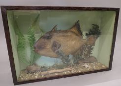 A taxidermy specimen of a Triggerfish in a naturalistic setting in a wooden glazed fronted case.