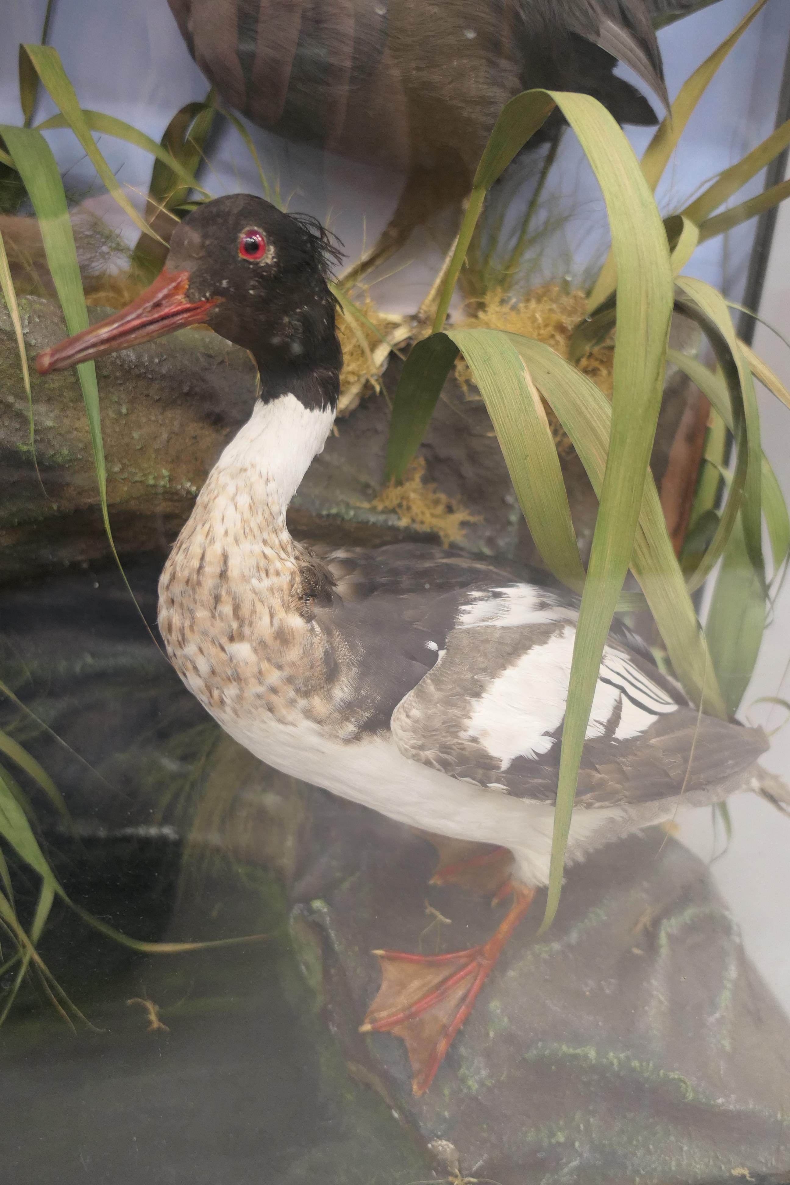 Four taxidermy specimens of ducks by Edward Gerrard & Son, Taxidermist, London, - Image 8 of 15