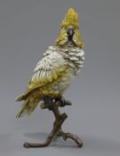 A cold painted bronze model of a parrot. 29 cm high.