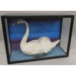 A taxidermy specimen of a Mute Swan Cygnus olor in a naturalistic setting in a wooden glazed