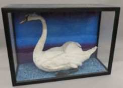 A taxidermy specimen of a Mute Swan Cygnus olor in a naturalistic setting in a wooden glazed