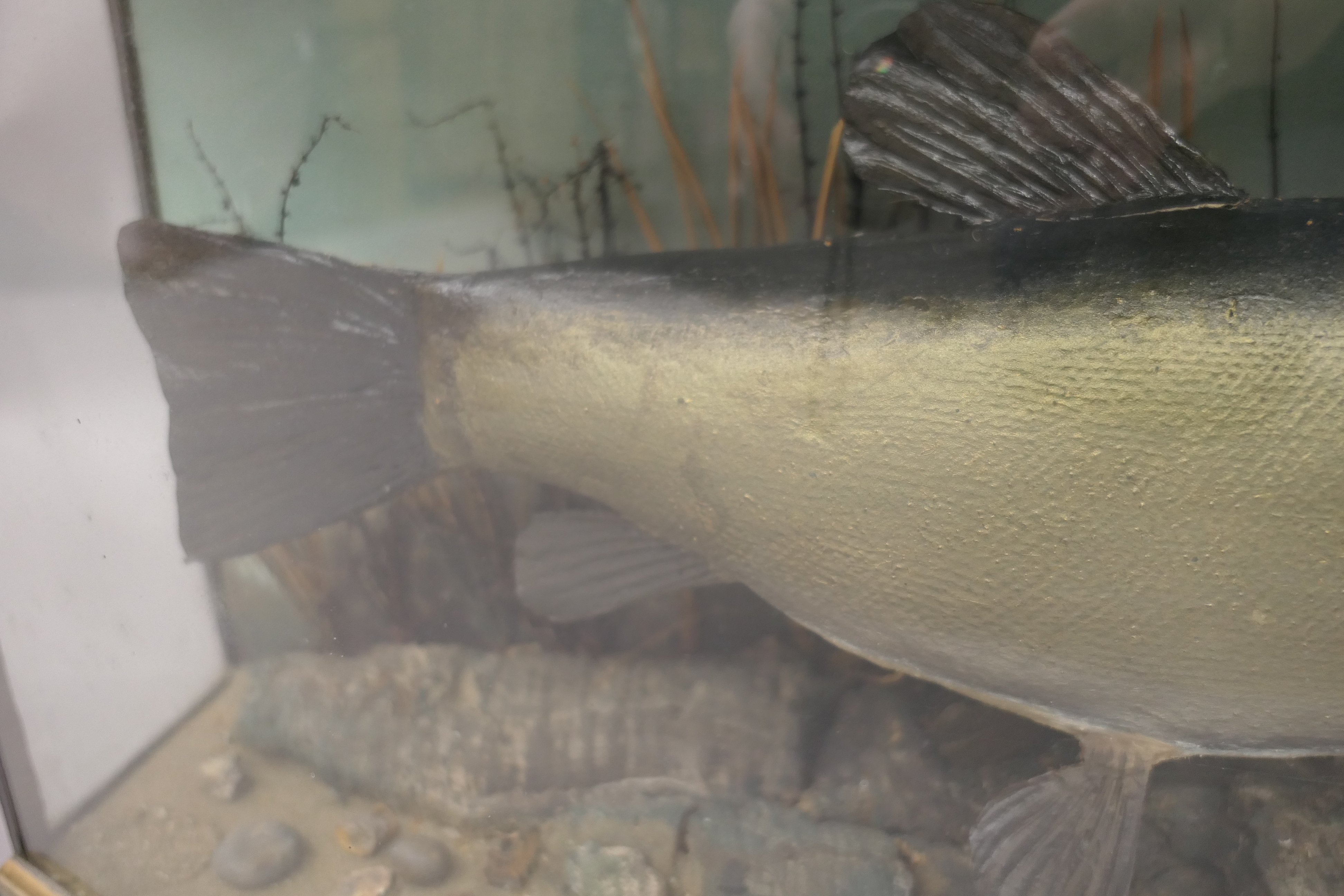 A taxidermy specimen of a Tench Tinca tinca in a naturalistic setting in a wooden bow fronted - Image 3 of 7