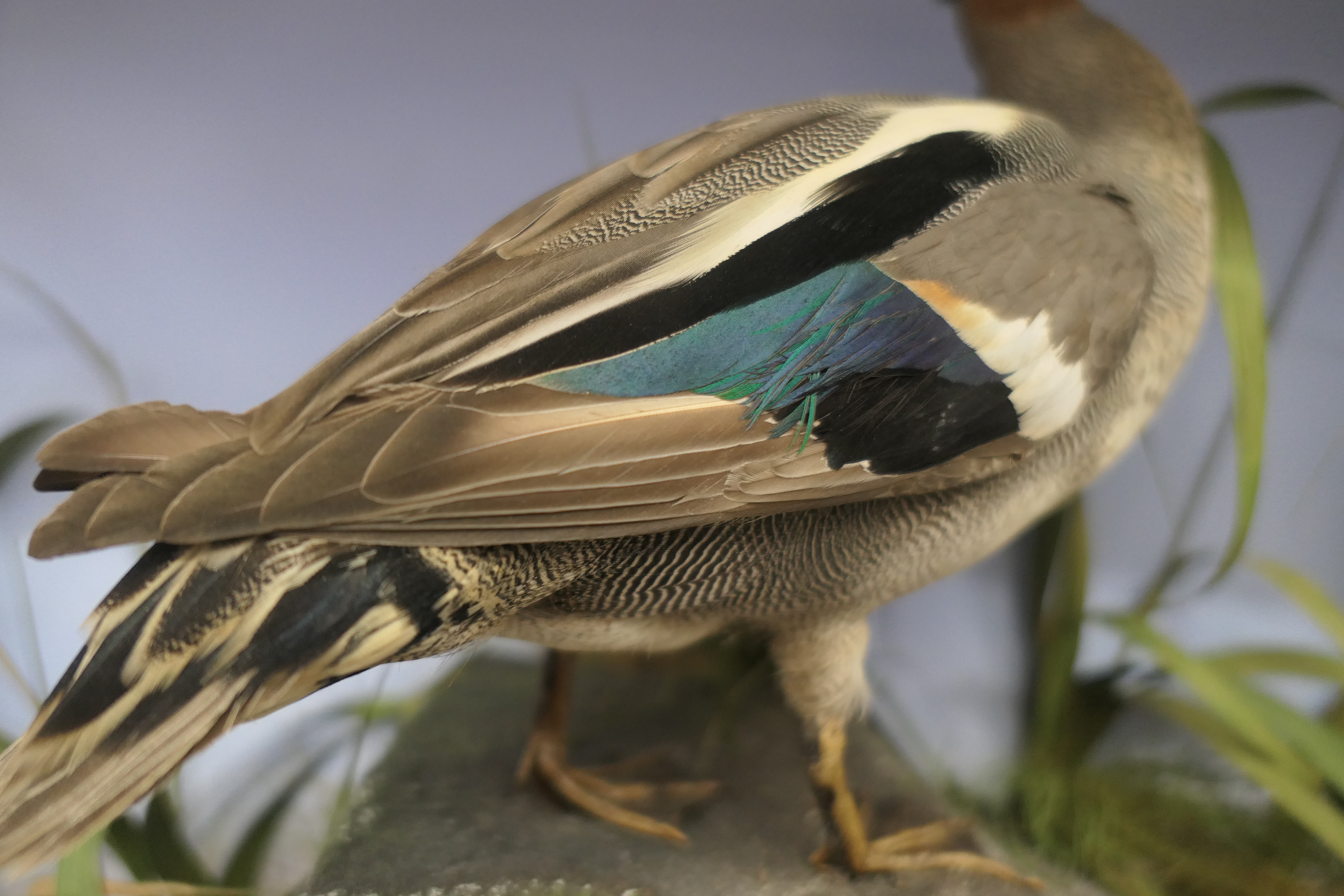 Four taxidermy specimens of ducks by Edward Gerrard & Son, Taxidermist, London, - Image 11 of 15