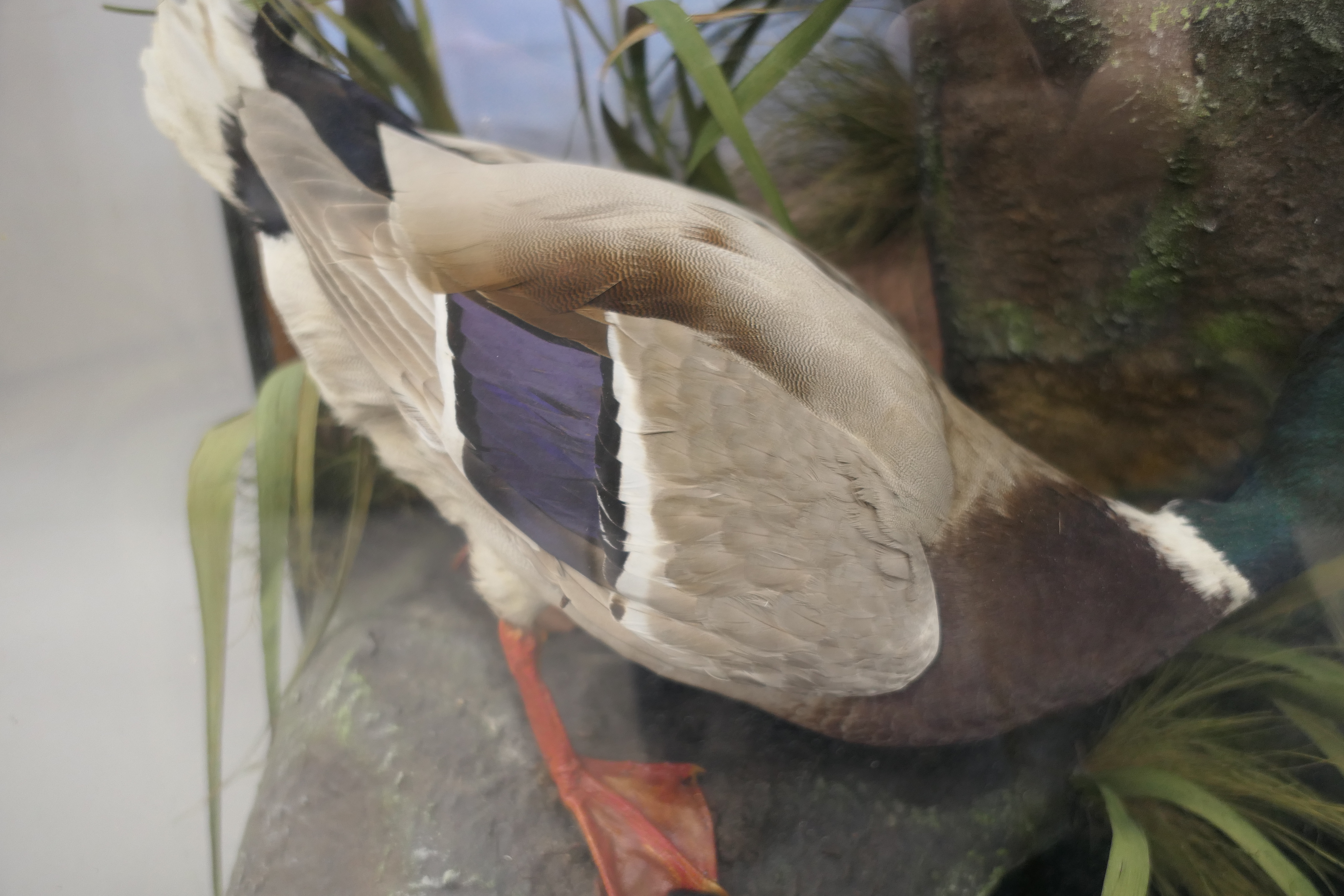 Four taxidermy specimens of ducks by Edward Gerrard & Son, Taxidermist, London, - Image 10 of 15