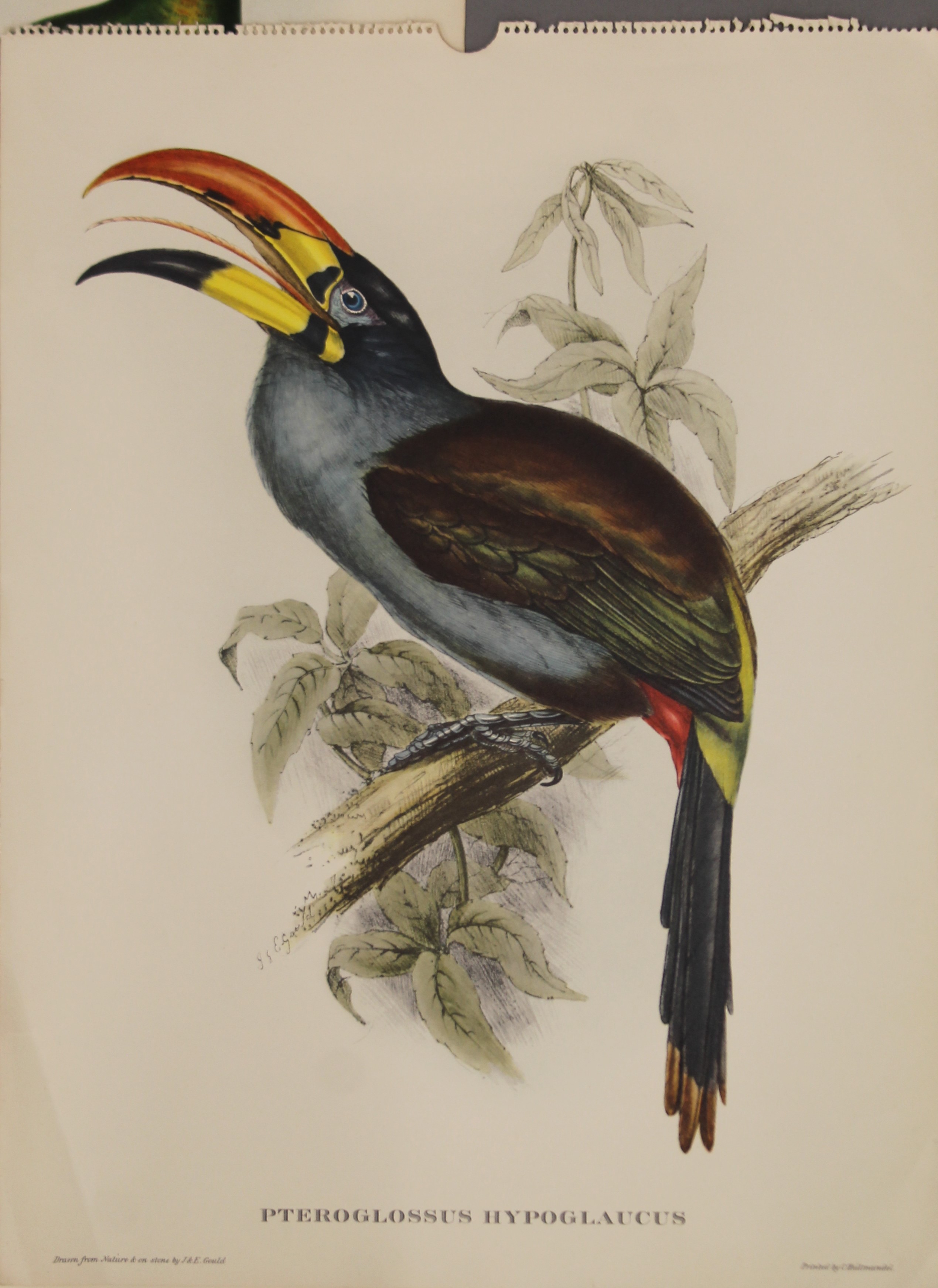 Five plates of tropical birds, After John Gould (1804-1881). - Image 6 of 9