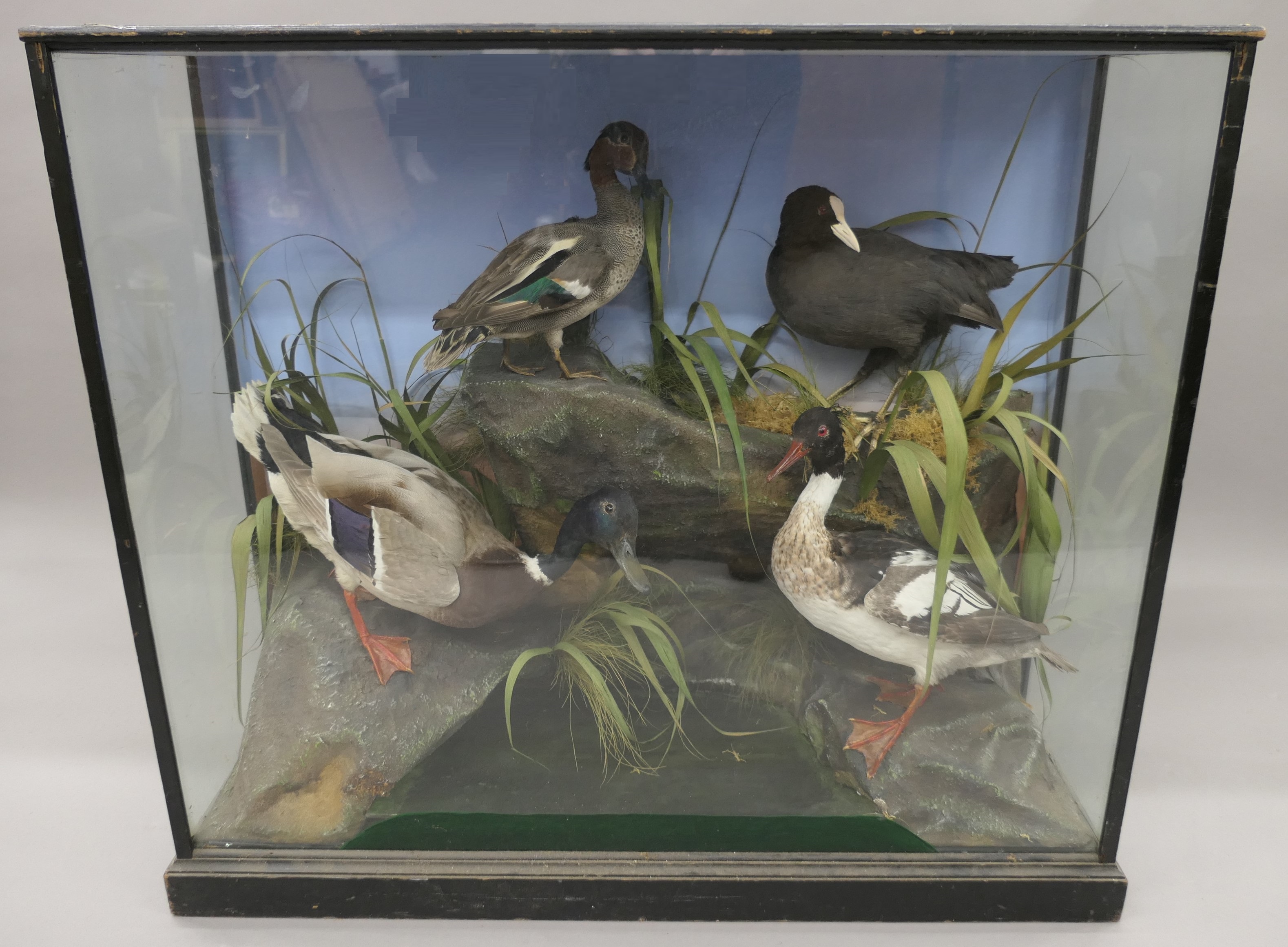 Four taxidermy specimens of ducks by Edward Gerrard & Son, Taxidermist, London,