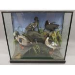 Four taxidermy specimens of ducks by Edward Gerrard & Son, Taxidermist, London,