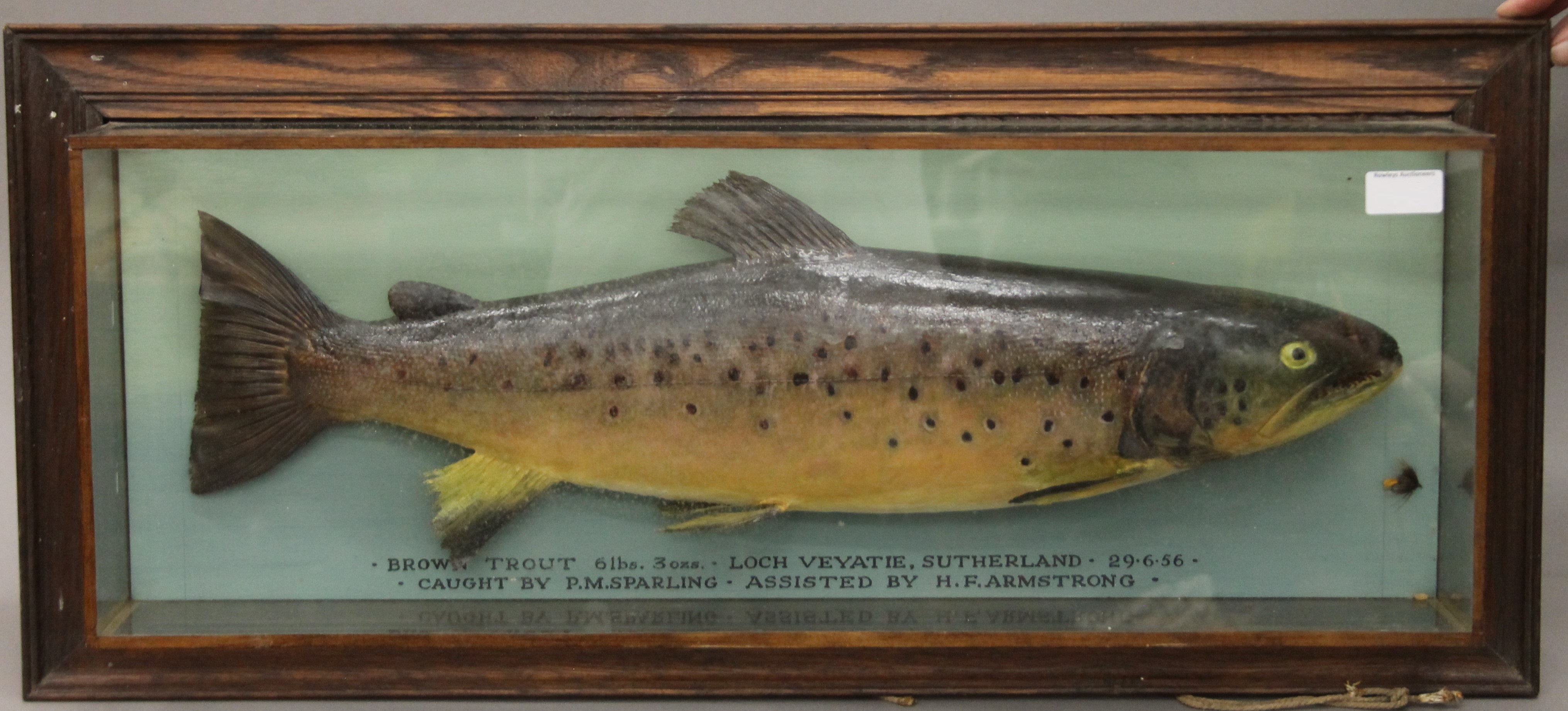A taxidermy specimen of a Brown trout Salmon trutta by McPherson of Inverness in a glazed case with