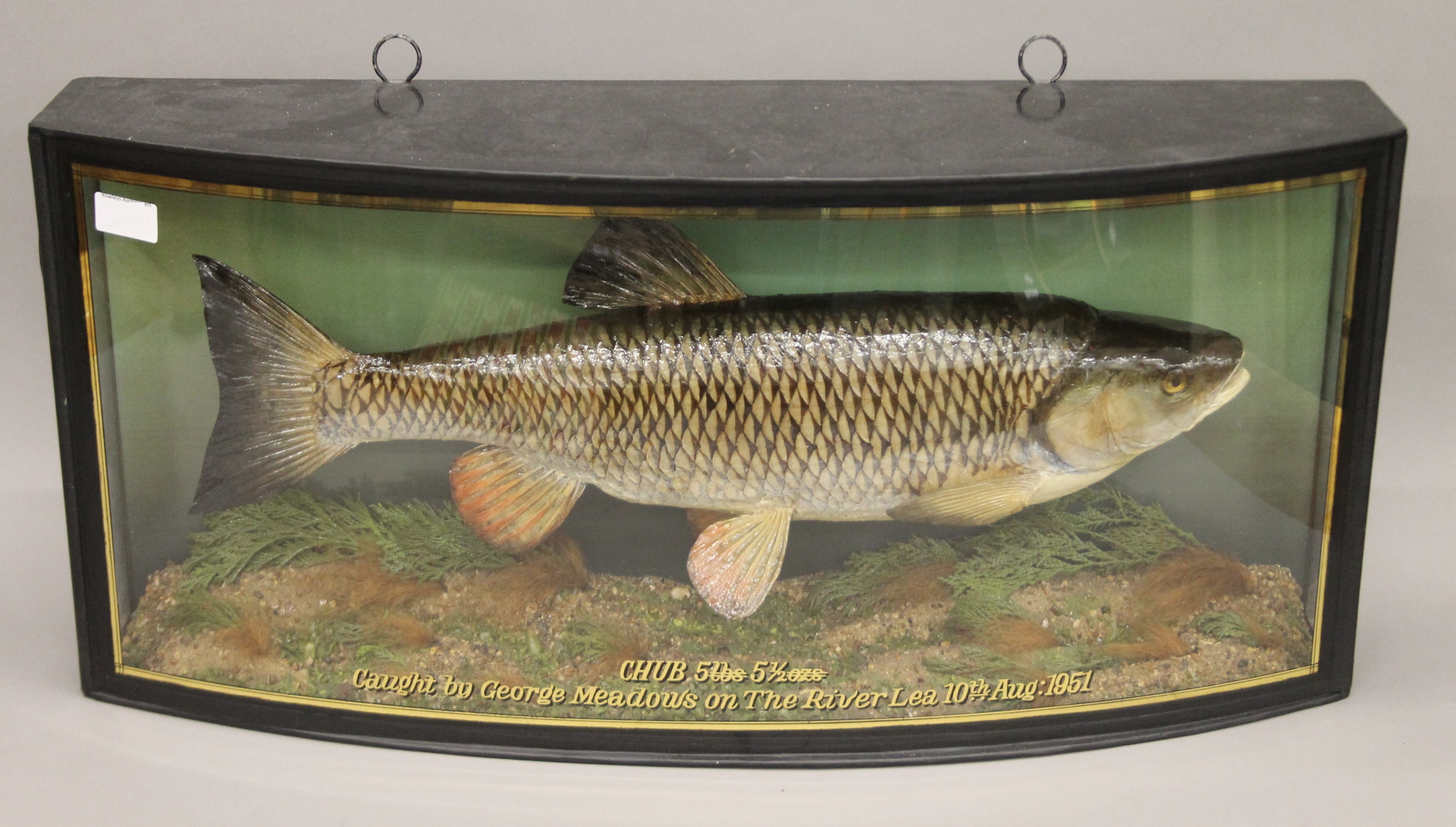 A taxidermy specimen of a Chub Leucisus cephalus by John Cooper (probably during the Griggs period)