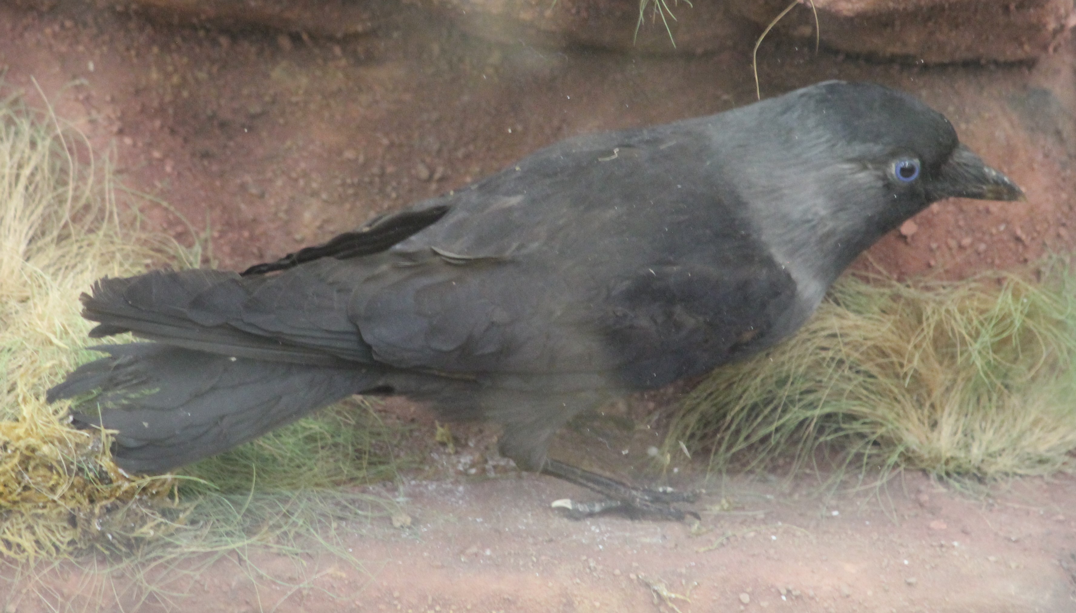 A taxidermy specimen of two Jackdaws Corvus monedula in a naturalistic setting in a wooden glazed - Image 2 of 3