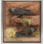 A taxidermy specimen of two Jackdaws Corvus monedula in a naturalistic setting in a wooden glazed