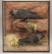 A taxidermy specimen of two Jackdaws Corvus monedula in a naturalistic setting in a wooden glazed