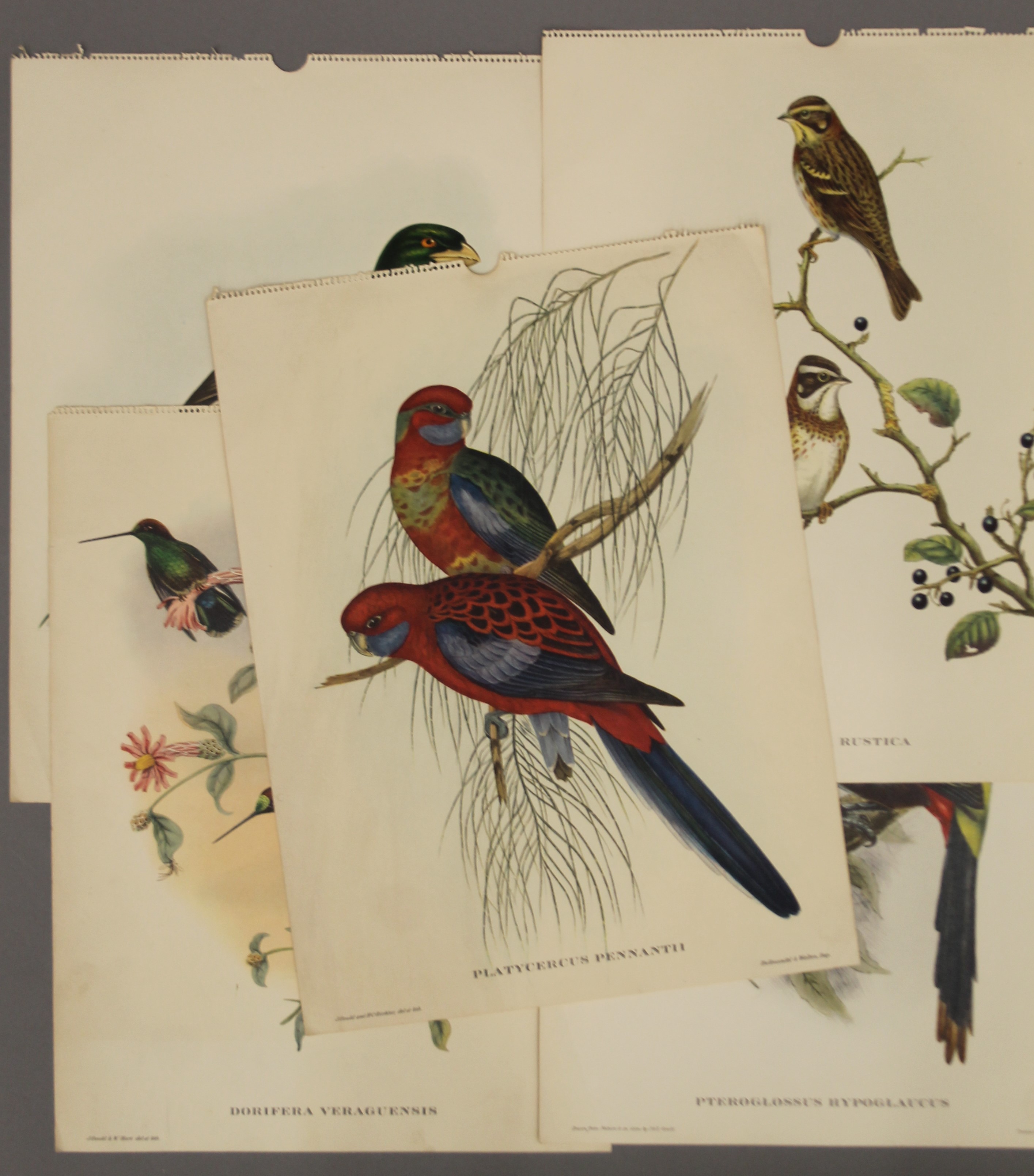 Five plates of tropical birds, After John Gould (1804-1881). - Image 3 of 9