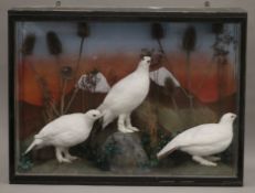 A taxidermy specimen of three Ptarmigan Lagopus muta in a naturalistic setting in a wooden glazed