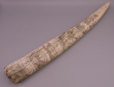 A scrimshaw decorated walrus tusk. 46 cm long.