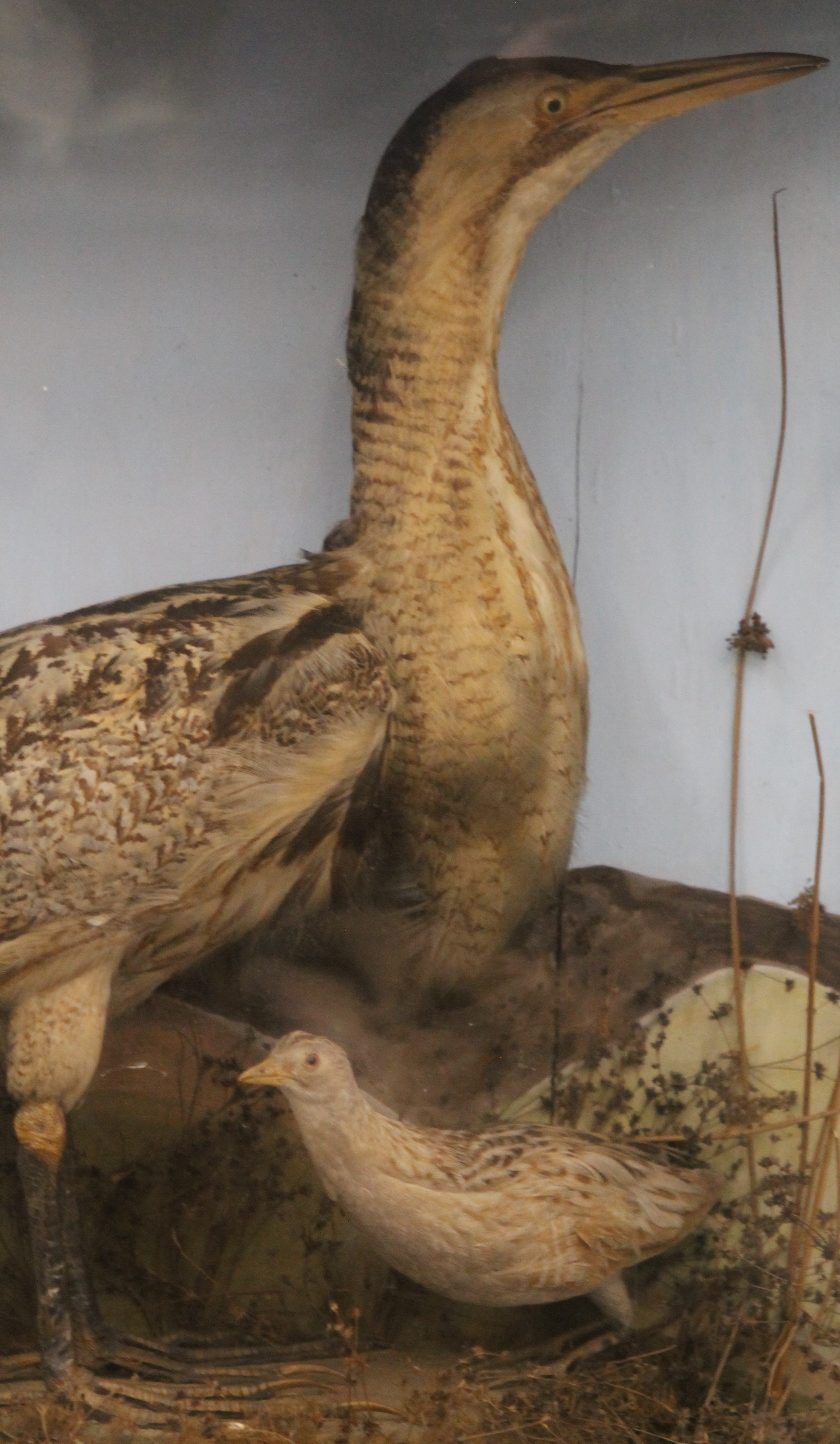 A taxidermy specimen of a Bittern Botaurus stellaris a Corncrake Crex crex and a chick in a - Image 2 of 2