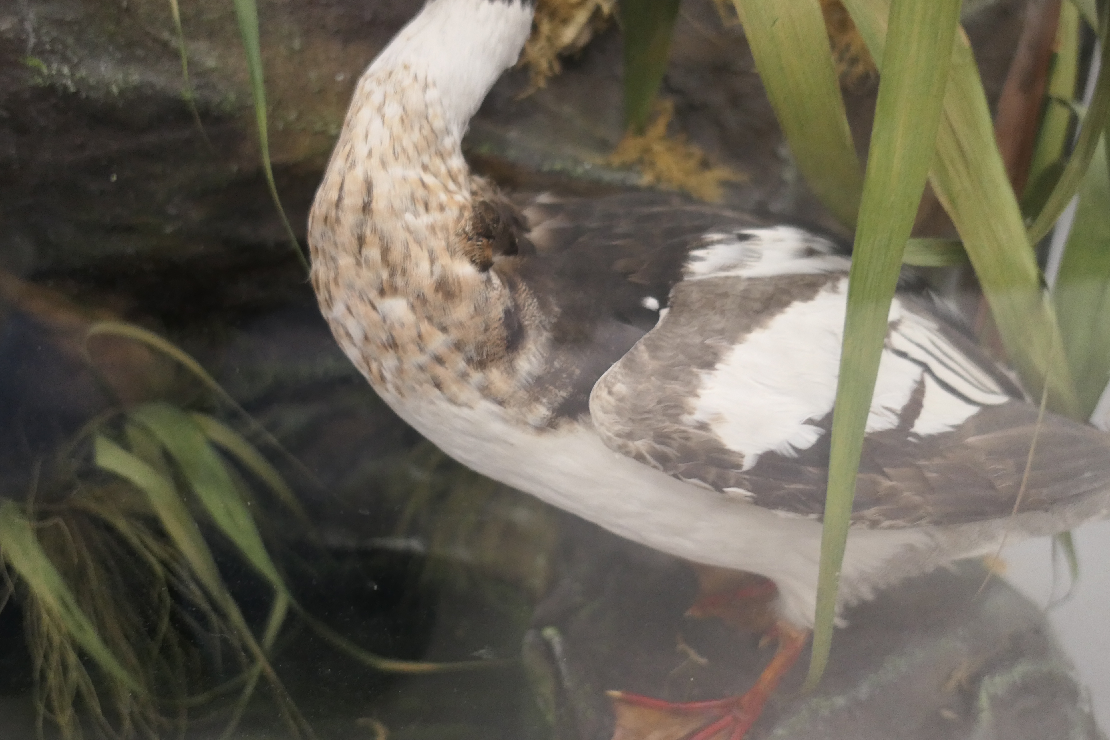 Four taxidermy specimens of ducks by Edward Gerrard & Son, Taxidermist, London, - Image 7 of 15