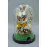 A glass dome containing butterflies. 30 cm high.