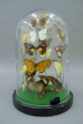 A glass dome containing butterflies. 30 cm high.