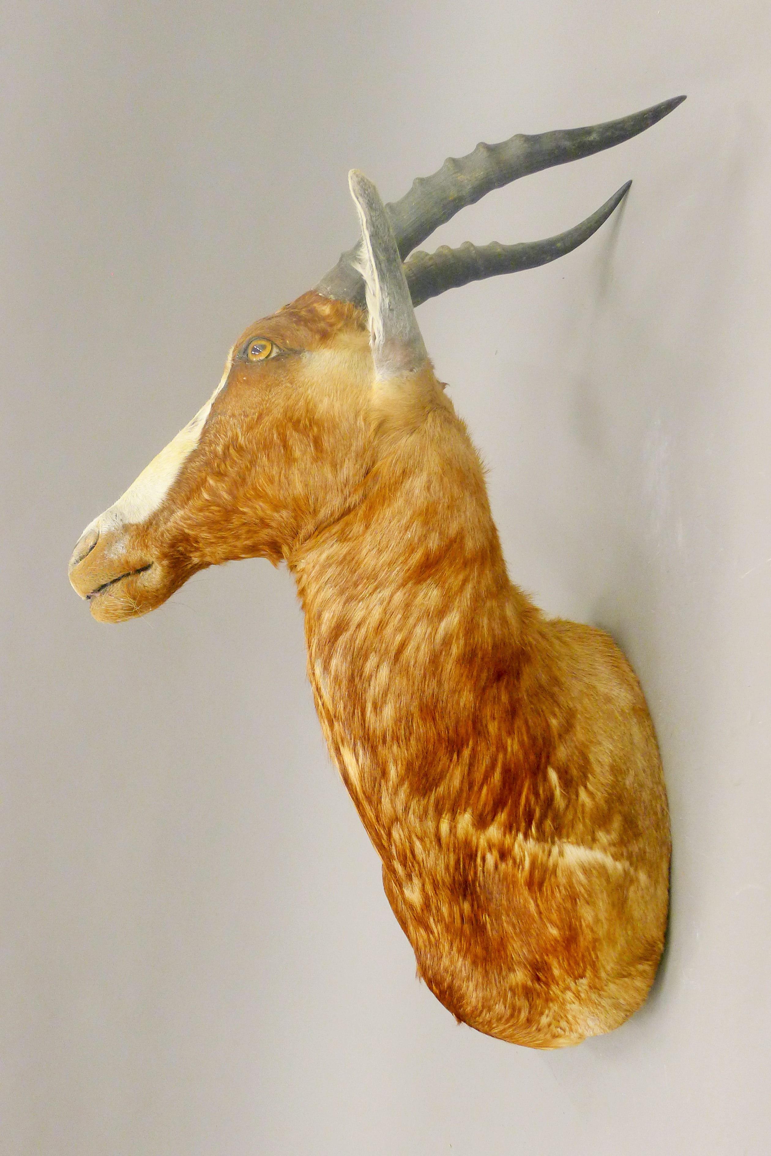 A taxidermy specimen of a Blesbok Damaliscus pygargus phillipsl head and horns.