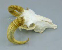 A taxidermy specimen of a Ram's skull and horns. 32 cm high x 26 cm wide x 15 deep.