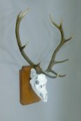 A taxidermy specimen of a Red deer Cervus elapus skull and antlers (10 points) mounted on a wooden