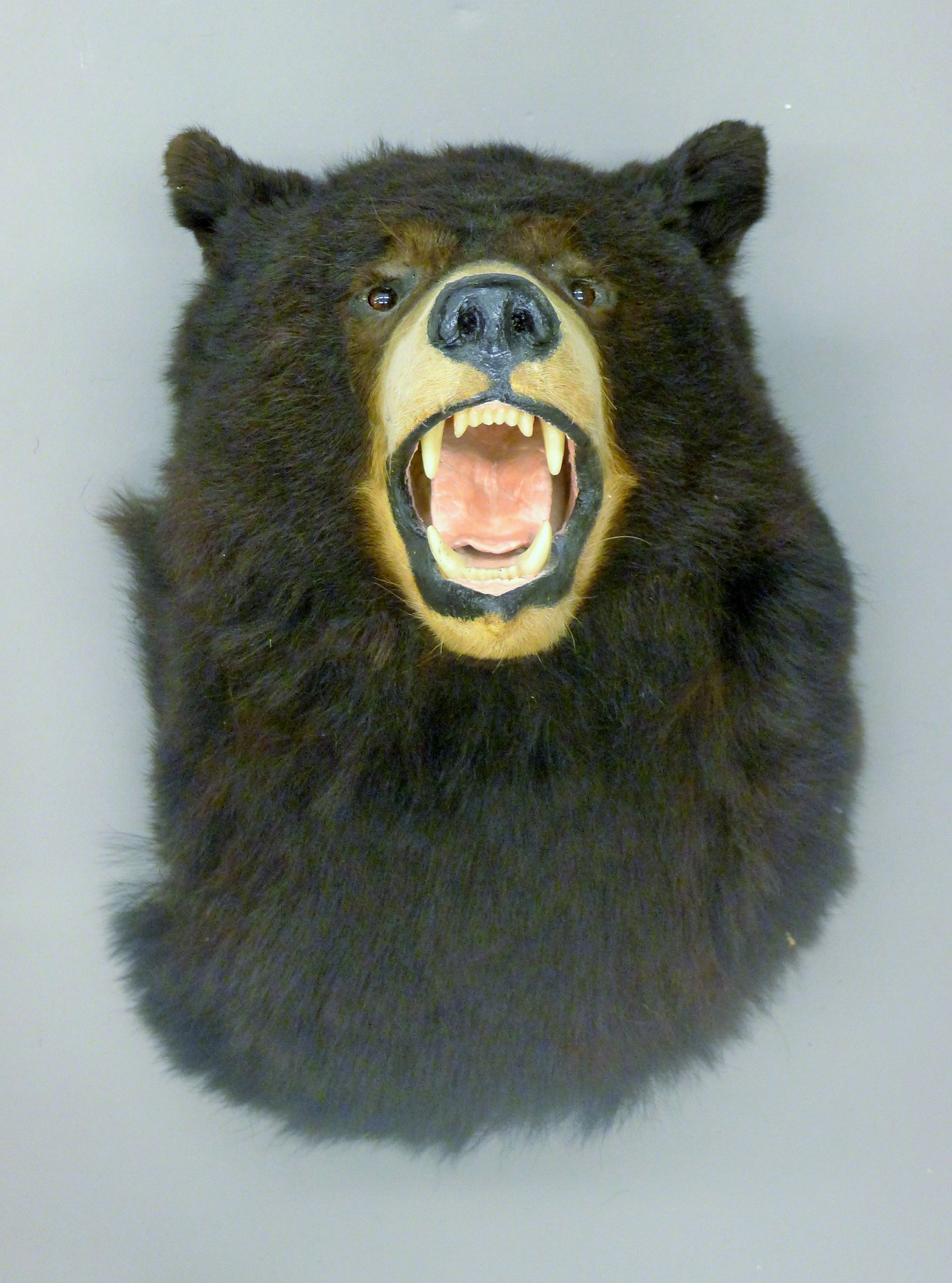 A taxidermy specimen of a Black bear Ursus americanus head. 54 cm high x 38 cm wide x 43 cm deep. - Image 2 of 2