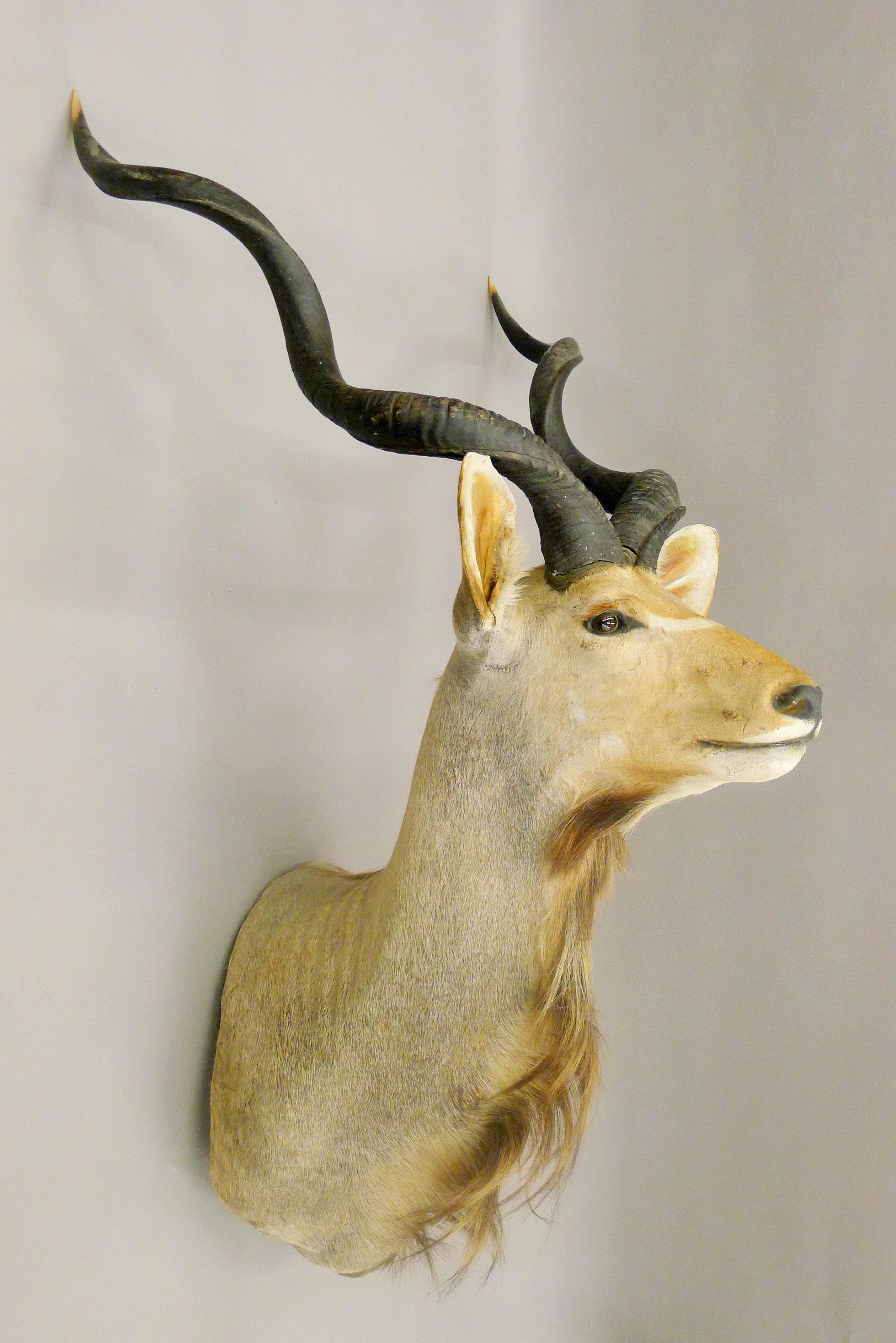 A taxidermy specimen of a Kudu head and horns Tragelaphus imberbis.