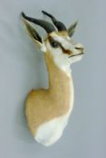 A taxidermy specimen of a Springbok Antidorcas marsupialis head and horns.