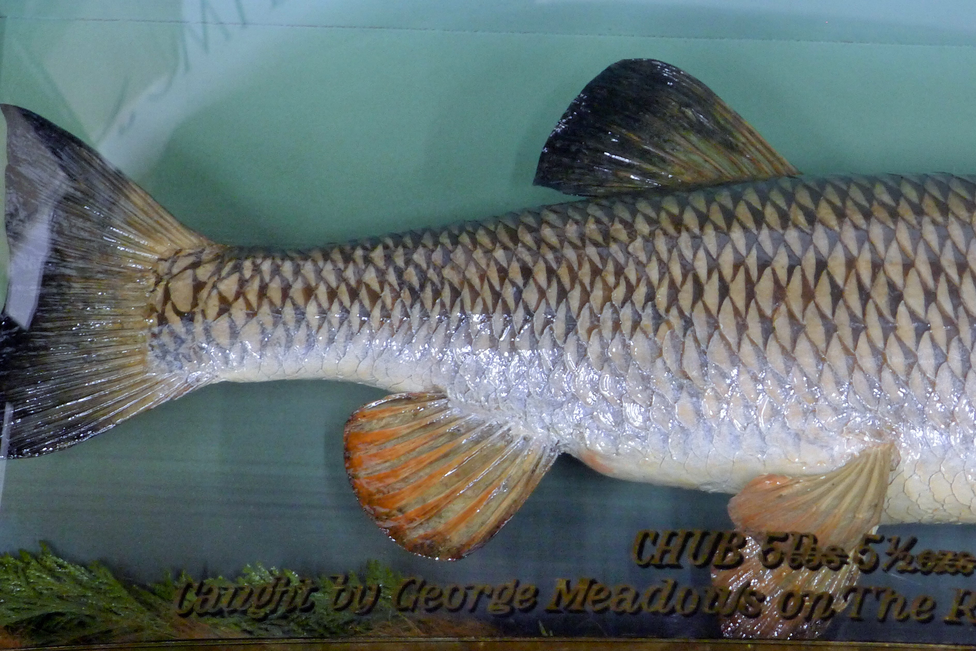 A taxidermy specimen of a Chub Leucisus cephalus by John Cooper (probably during the Griggs period) - Image 6 of 8