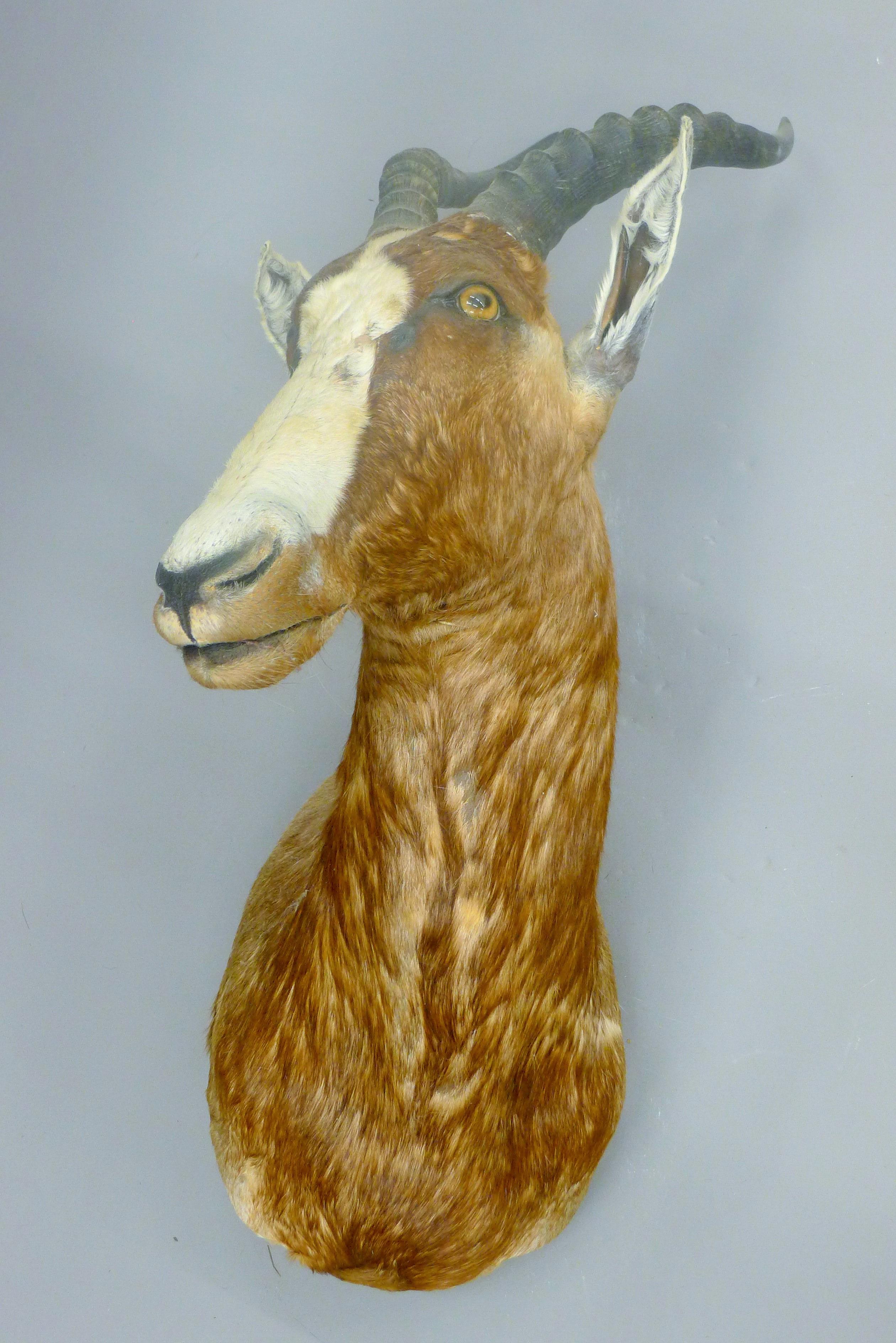 A taxidermy specimen of a Blesbok Damaliscus pygargus phillipsl head and horns. - Image 2 of 2