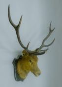 A taxidermy specimen of a Red deer Cervus elaphus head and antlers mounted on a wooden shield.