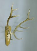 A taxidermy specimen of a Red deer Cervus elaphus skull and antlers (14 points) mounted on a wooden