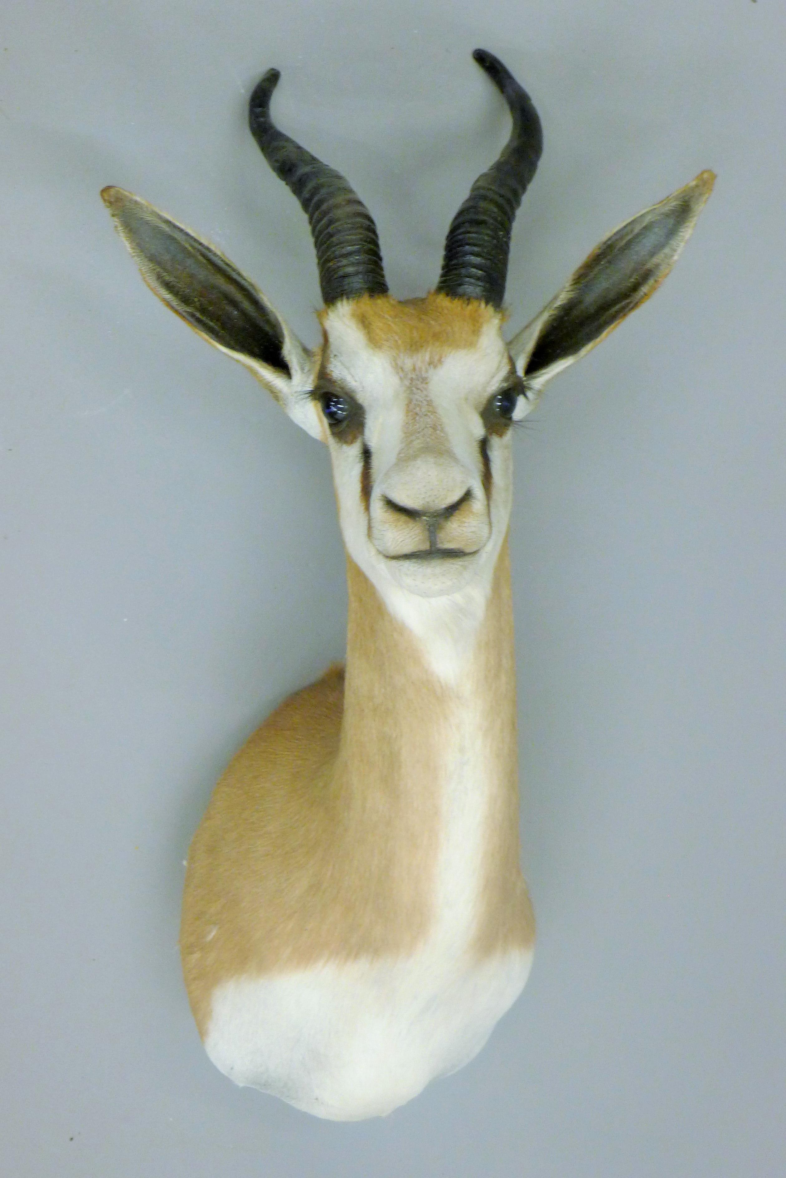 A taxidermy specimen of a Springbok Antidorcas marsupialis head and horns. - Image 2 of 2
