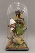 A collection of taxidermy tropical birds housed in a glass dome. 62 cm high.